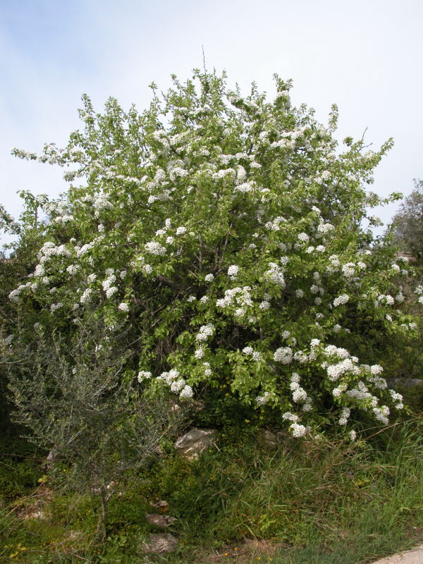 albero da identificare 18 - Pyrus communis